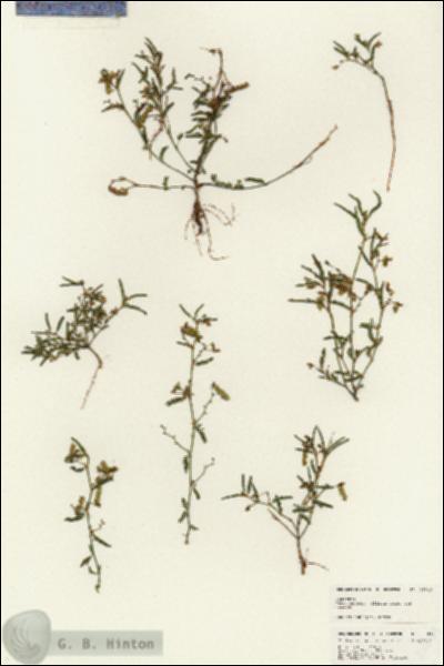 URN_catalog_HBHinton_herbarium_25049.jpg.jpg