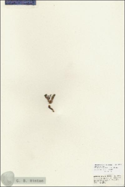URN_catalog_HBHinton_herbarium_25716.jpg.jpg