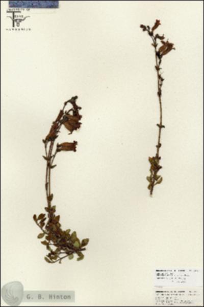 URN_catalog_HBHinton_herbarium_25797.jpg.jpg