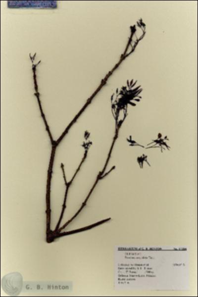 URN_catalog_HBHinton_herbarium_17284.jpg.jpg
