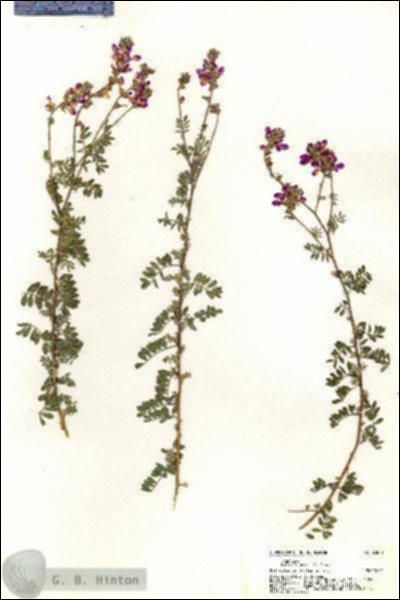 URN_catalog_HBHinton_herbarium_20847.jpg.jpg