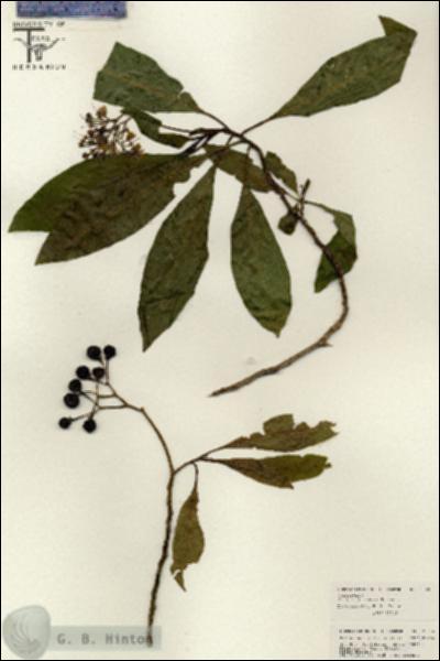 URN_catalog_HBHinton_herbarium_26606.jpg.jpg