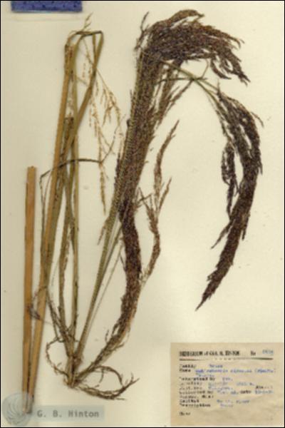 URN_catalog_HBHinton_herbarium_9635.jpg.jpg