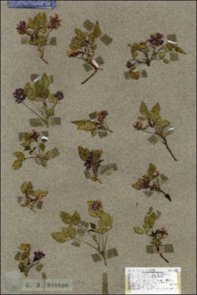 URN_catalog_HBHinton_herbarium_18539.jpg.jpg