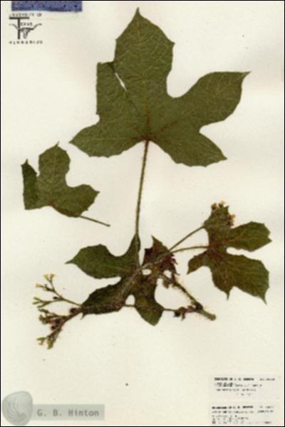 URN_catalog_HBHinton_herbarium_26482.jpg.jpg