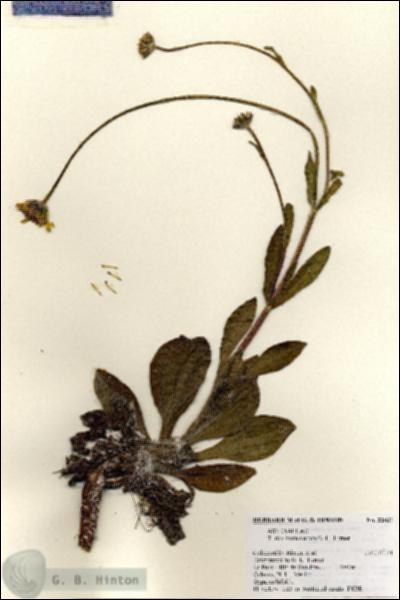 URN_catalog_HBHinton_herbarium_22031.jpg.jpg