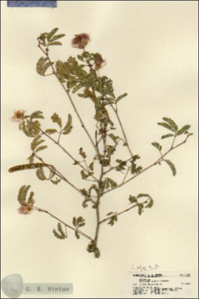 URN_catalog_HBHinton_herbarium_21544.jpg.jpg
