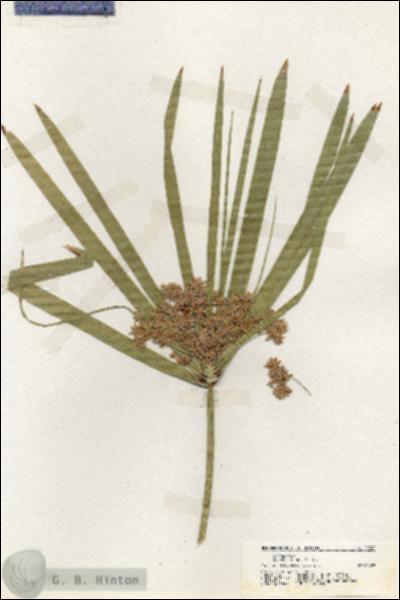 URN_catalog_HBHinton_herbarium_19940.jpg.jpg