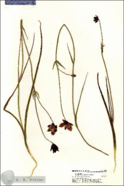 URN_catalog_HBHinton_herbarium_20723.jpg.jpg