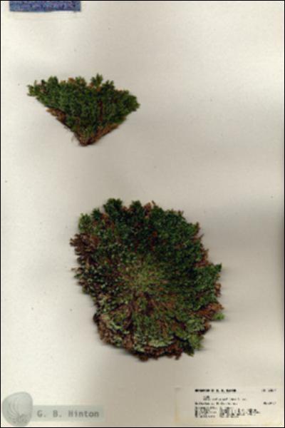 URN_catalog_HBHinton_herbarium_20571.jpg.jpg