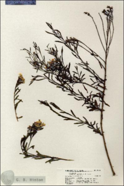 URN_catalog_HBHinton_herbarium_21096.jpg.jpg
