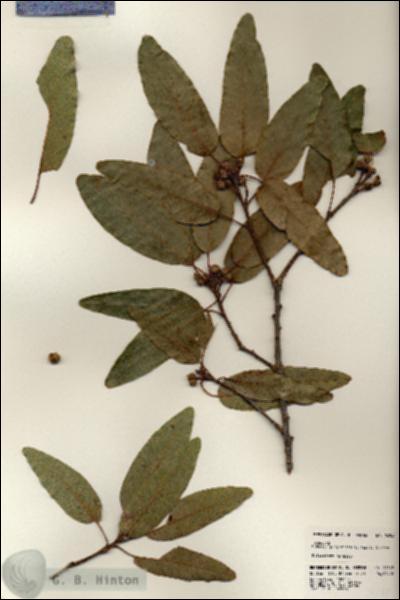 URN_catalog_HBHinton_herbarium_24548.jpg.jpg