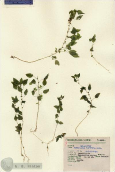 URN_catalog_HBHinton_herbarium_8473.jpg.jpg