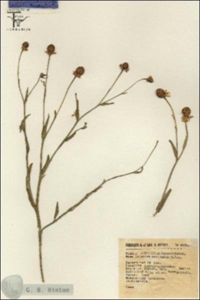 URN_catalog_HBHinton_herbarium_5656.jpg.jpg