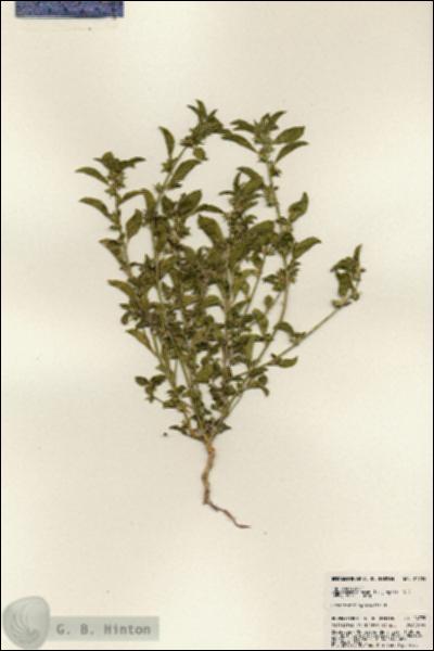 URN_catalog_HBHinton_herbarium_24735.jpg.jpg