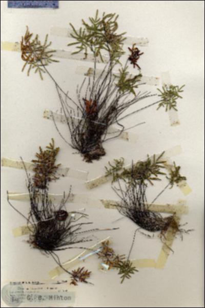 URN_catalog_HBHinton_herbarium_18639.jpg.jpg