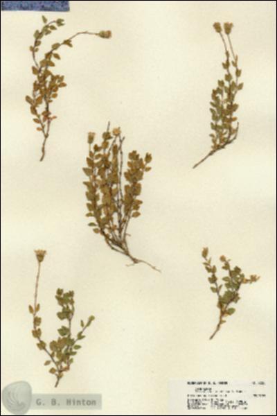 URN_catalog_HBHinton_herbarium_22250.jpg.jpg