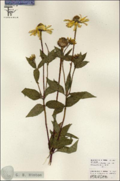 URN_catalog_HBHinton_herbarium_26107.jpg.jpg