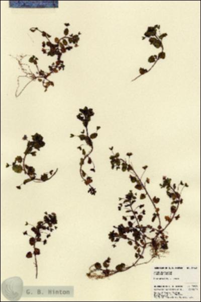 URN_catalog_HBHinton_herbarium_22648.jpg.jpg