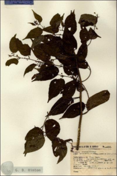 URN_catalog_HBHinton_herbarium_14681.jpg.jpg