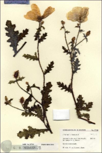 URN_catalog_HBHinton_herbarium_27710.jpg.jpg