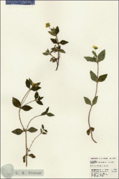 URN_catalog_HBHinton_herbarium_22908.jpg.jpg