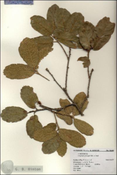 URN_catalog_HBHinton_herbarium_18350.jpg.jpg