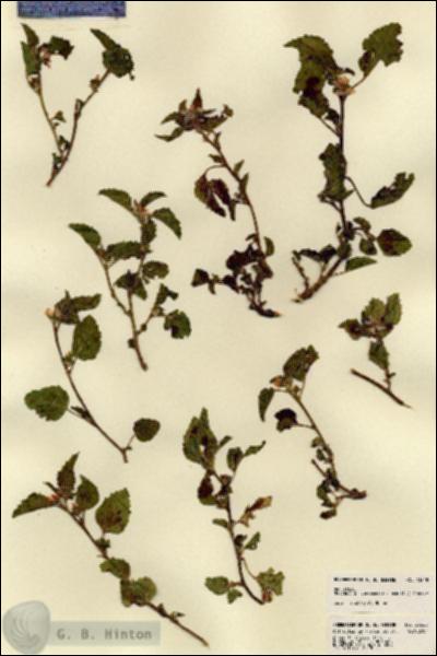 URN_catalog_HBHinton_herbarium_23328.jpg.jpg
