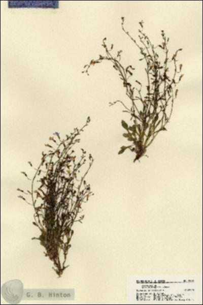 URN_catalog_HBHinton_herbarium_21962.jpg.jpg