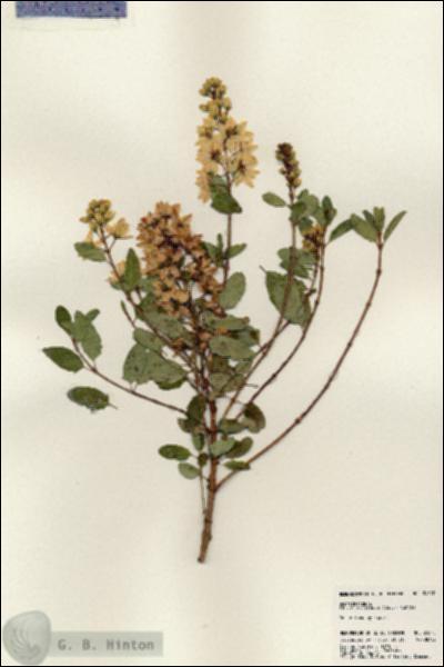 URN_catalog_HBHinton_herbarium_24570.jpg.jpg