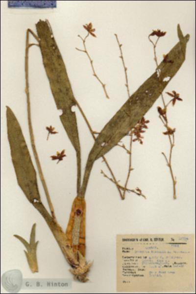 URN_catalog_HBHinton_herbarium_13784.jpg.jpg
