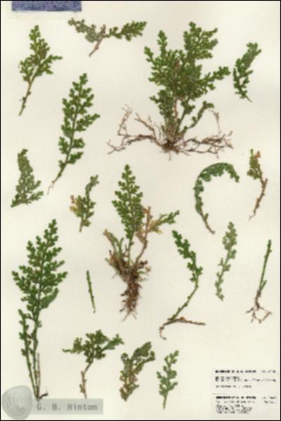 URN_catalog_HBHinton_herbarium_24448.jpg.jpg