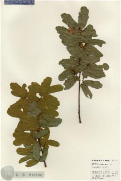 URN_catalog_HBHinton_herbarium_25248.jpg.jpg