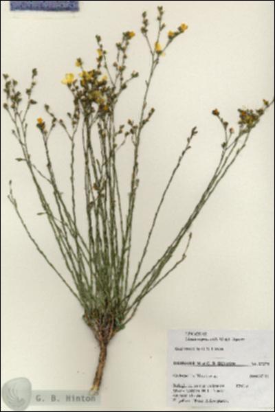 URN_catalog_HBHinton_herbarium_27374.jpg.jpg