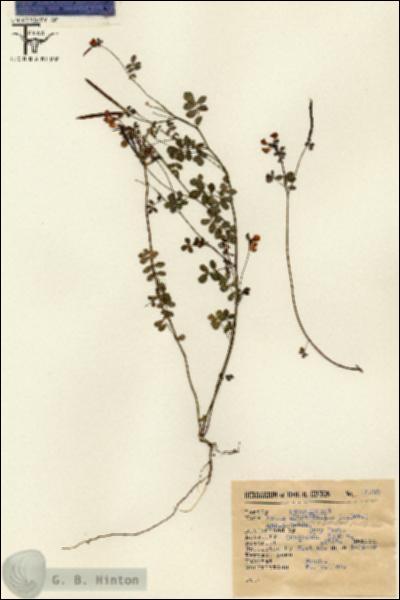 URN_catalog_HBHinton_herbarium_12920.jpg.jpg