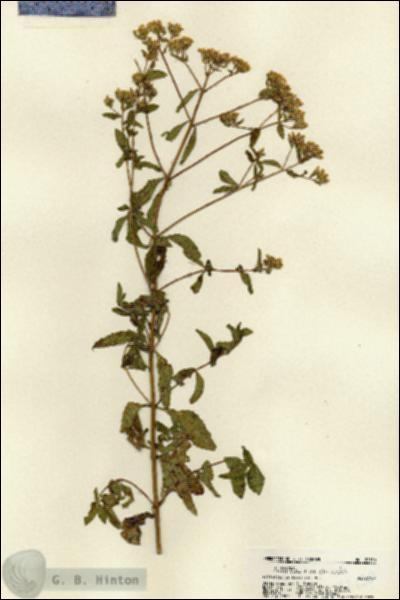 URN_catalog_HBHinton_herbarium_22130.jpg.jpg