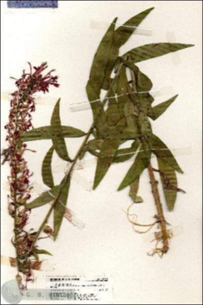 URN_catalog_HBHinton_herbarium_19961.jpg.jpg