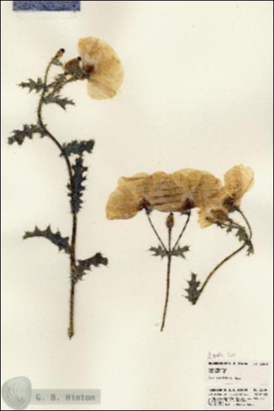 URN_catalog_HBHinton_herbarium_23099.jpg.jpg