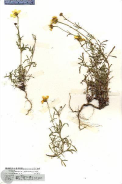 URN_catalog_HBHinton_herbarium_19668.jpg.jpg