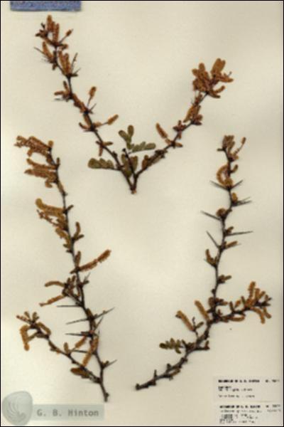 URN_catalog_HBHinton_herbarium_22605.jpg.jpg