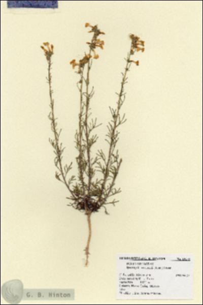 URN_catalog_HBHinton_herbarium_18179.jpg.jpg