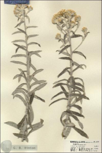 URN_catalog_HBHinton_herbarium_22365.jpg.jpg