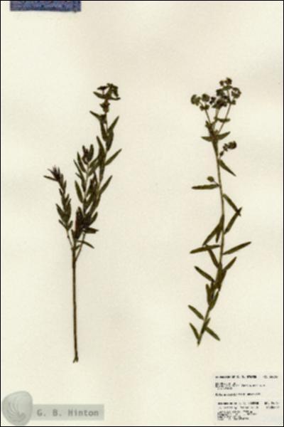 URN_catalog_HBHinton_herbarium_24065.jpg.jpg