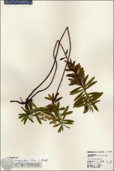URN_catalog_HBHinton_herbarium_24584.jpg.jpg