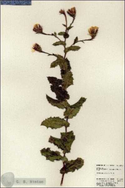 URN_catalog_HBHinton_herbarium_23952.jpg.jpg