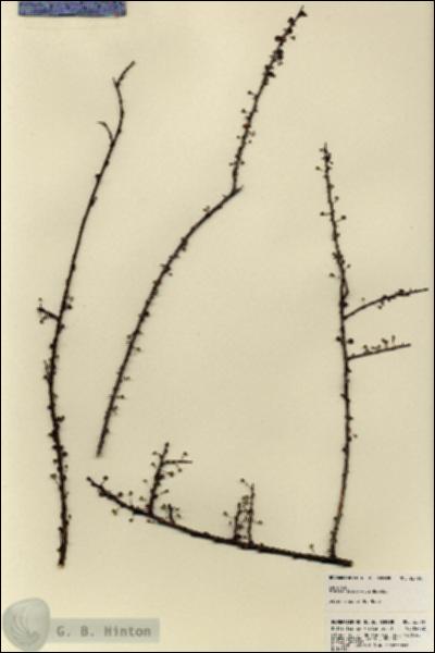 URN_catalog_HBHinton_herbarium_22766.jpg.jpg