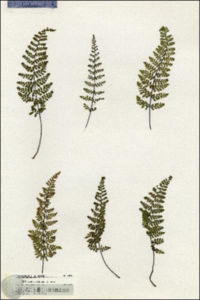 URN_catalog_HBHinton_herbarium_20915.jpg.jpg