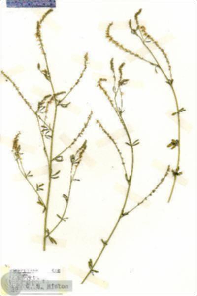 URN_catalog_HBHinton_herbarium_19480.jpg.jpg