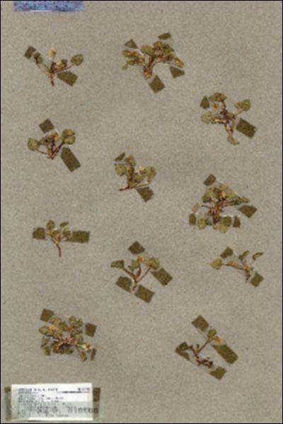URN_catalog_HBHinton_herbarium_17102.jpg.jpg