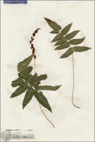 URN_catalog_HBHinton_herbarium_20058.jpg.jpg